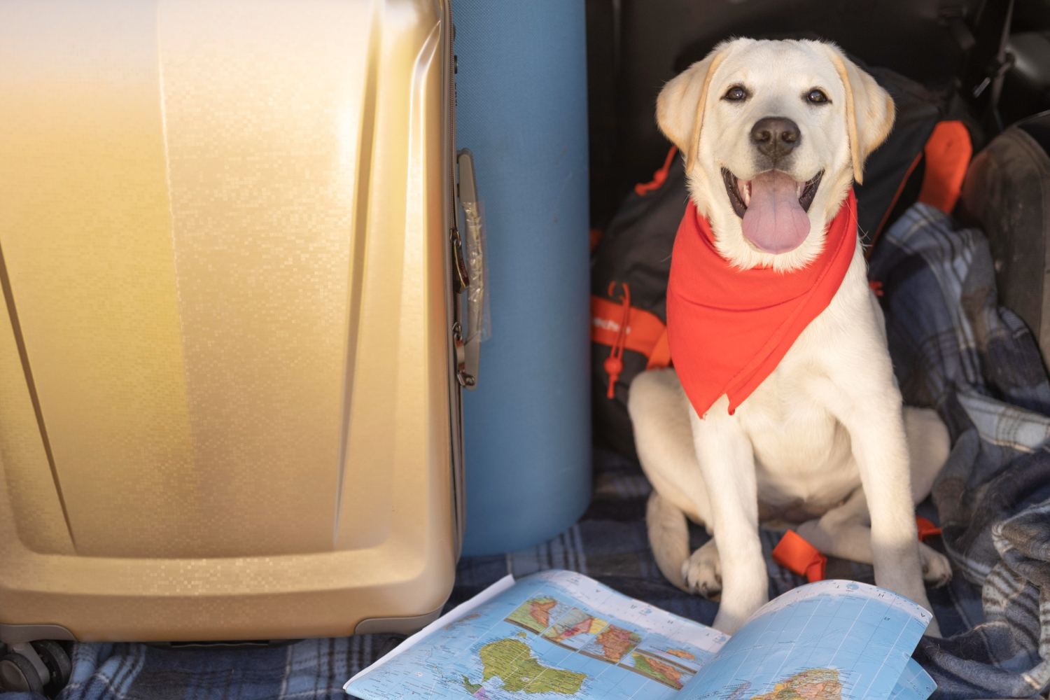 Viajando com Pets de Avião: Guia de Regras, Direitos e Problemas